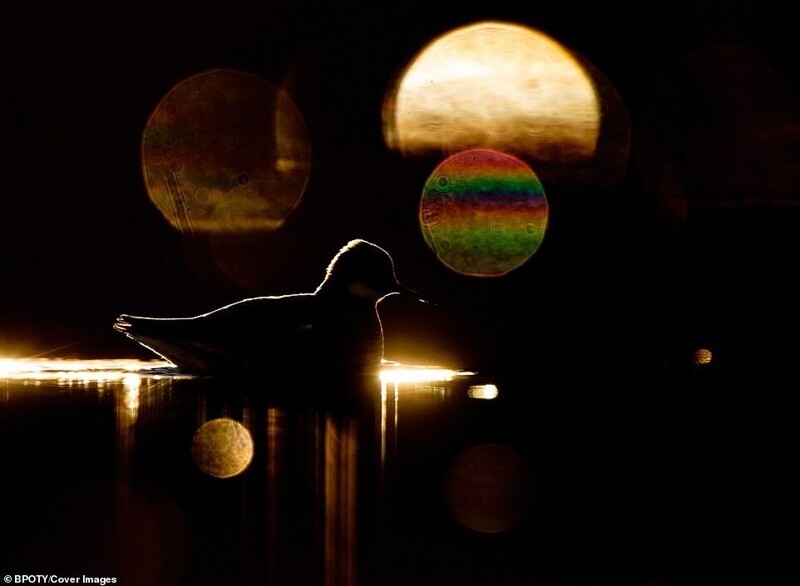 Плосконосые плавунчики, фотограф Терье Колас, Норвегия