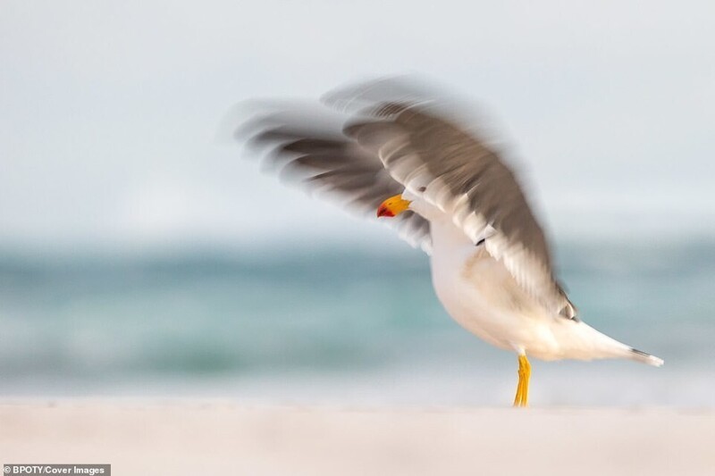 Большеклювая чайка, Джорджина Стейтлер, Австралия