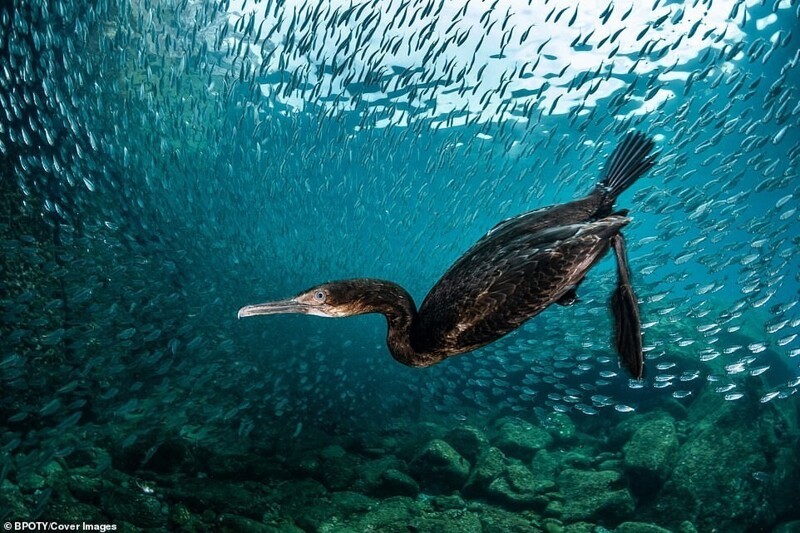 Баклан под водой, Грег Лекруа, Франция