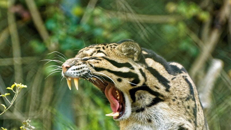 Саблезубый кот или  дымчатый леопард