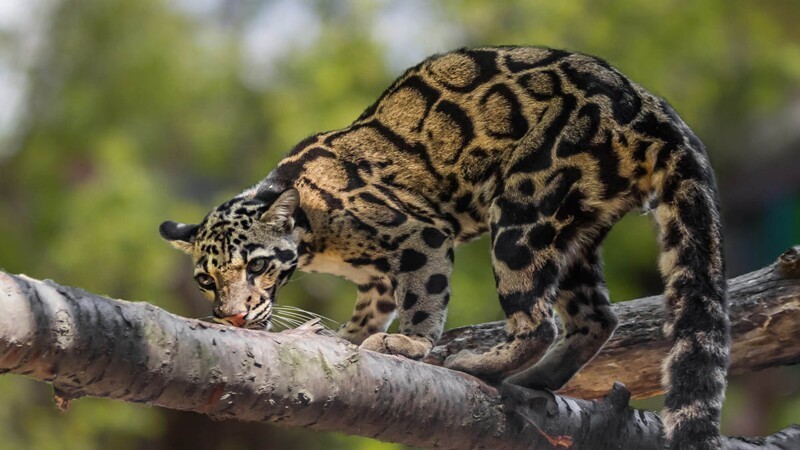 Саблезубый кот или  дымчатый леопард