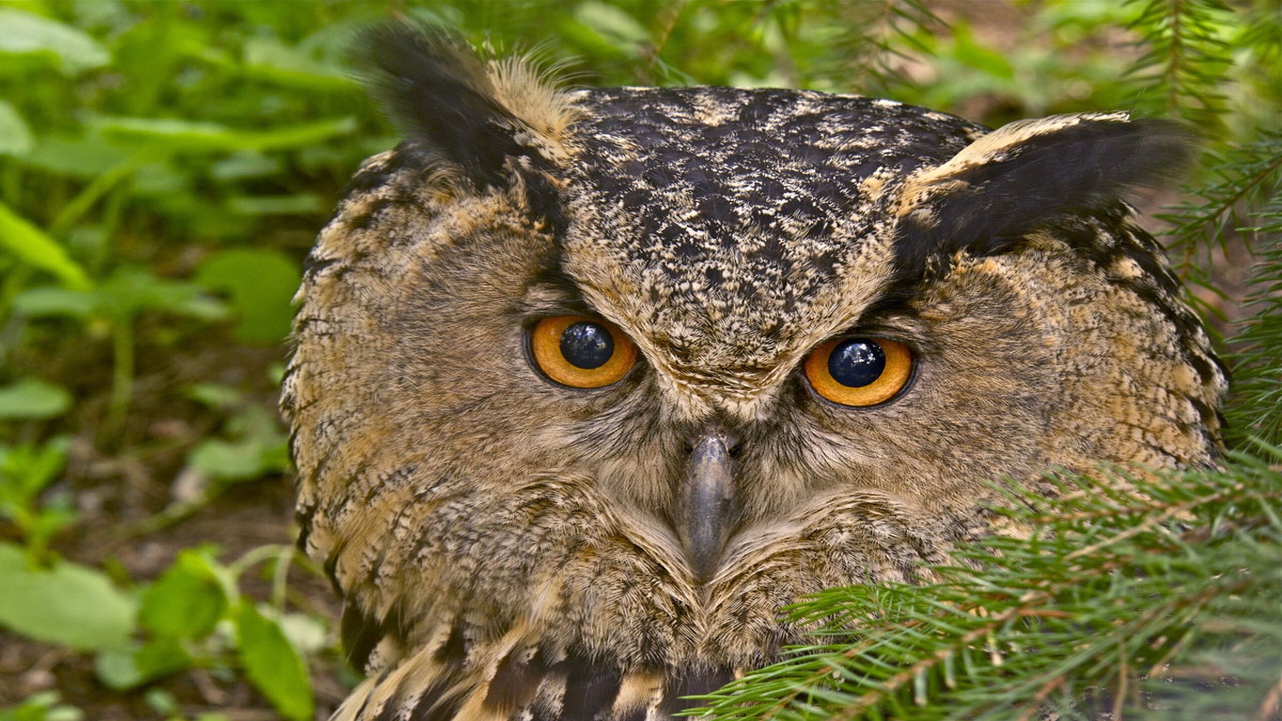 Сова фото. Филин Bubo Bubo. Филин обыкновенный (Bubo Bubo). Европейский Филин (Bubo Bubo). Филин (Bubo Bubo Linnaeus, 1758).