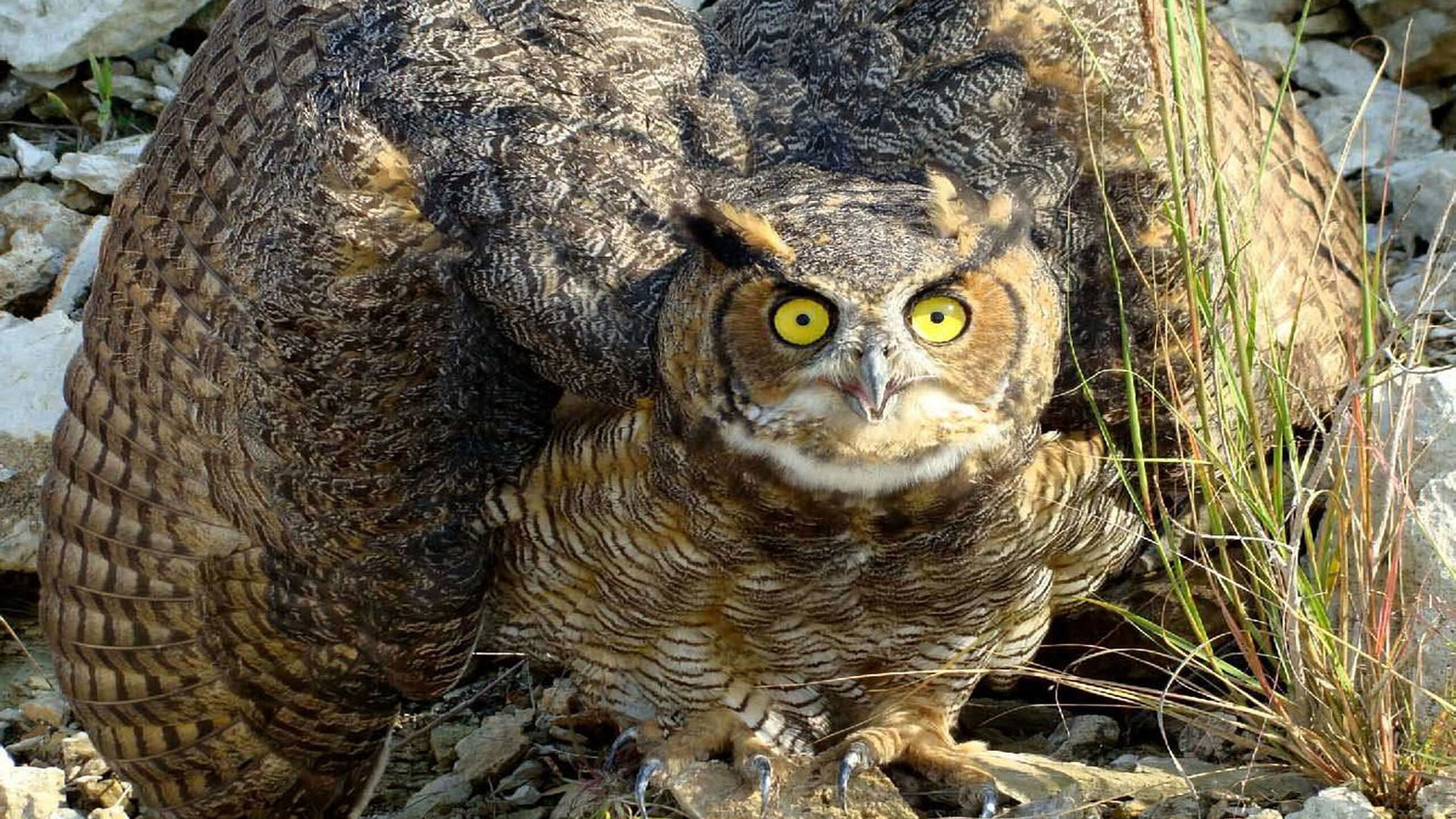 Great Horned Owl (Сыч)