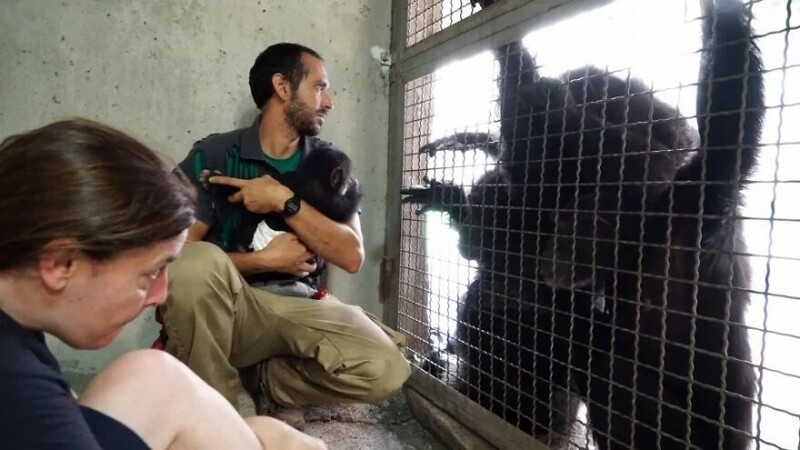 Через некоторое время для Джибриля нашли приемную мать - самку шимпанзе по кличке Ева (Eva) из другого зоопарка