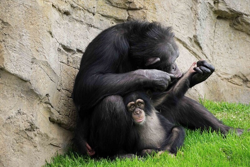 Детеныш шимпанзе остался без мамы, но ее заменила плюшевая игрушка