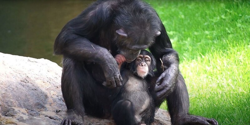 Детеныш шимпанзе остался без мамы, но ее заменила плюшевая игрушка