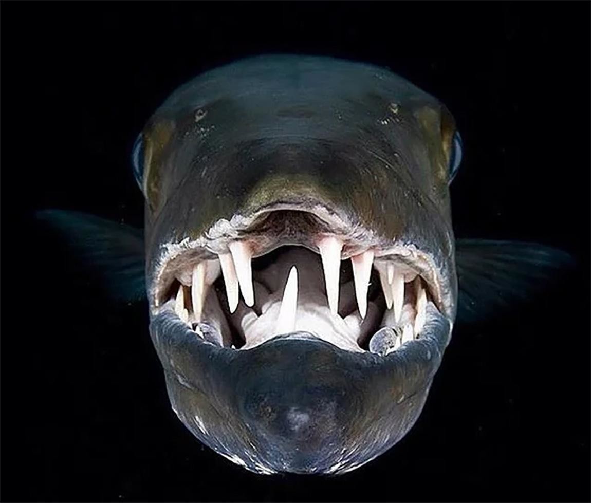 Мелкая хищная рыба. Барракуда рыба. Барракуда рыба в Красном море. Большая Барракуда акула. Морская щука Барракуда.