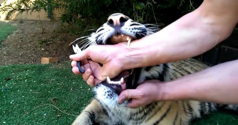 Посмотрите, как тигренок отреагировал на удаление зуба