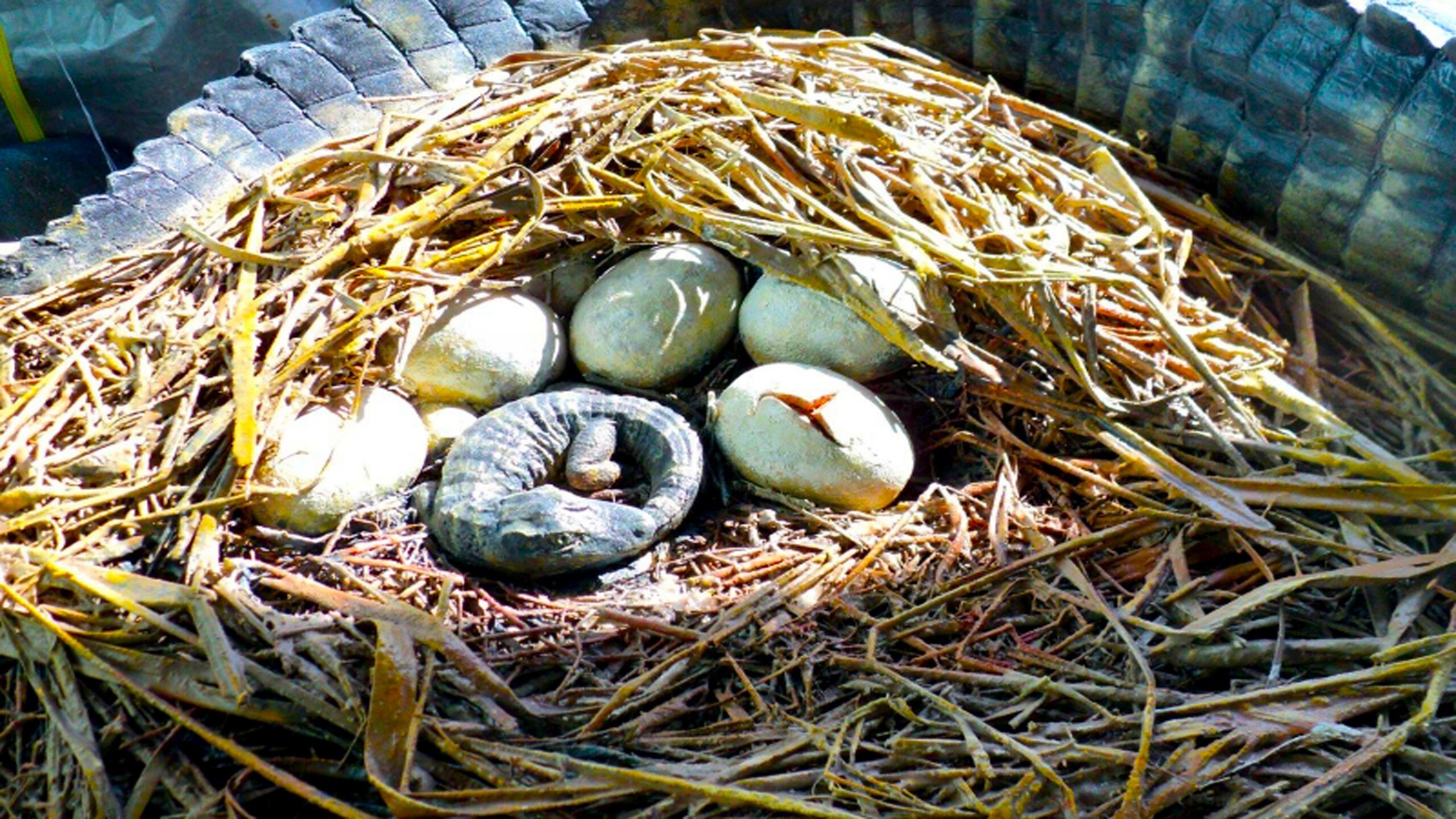 Какие животные не откладывают яйца. Аллигатор откладывает яйца. "Гнездо крокодила" (Crocodile’s Nest).. Гнездо. Гнездо с яйцами.