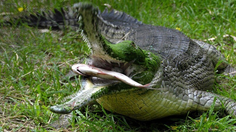 Гавиал — это один из самых необычных крокодилов на всём белом свете