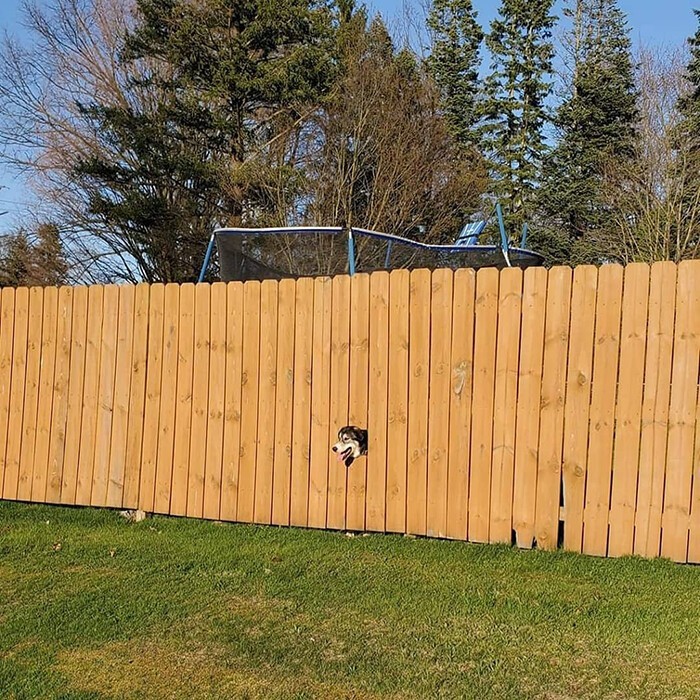 Бургер и Рипли просто обожают смотреть в эту дыру в заборе и шпионить за окрестностями