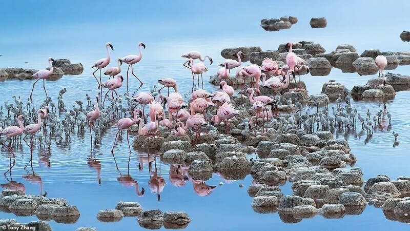 Фламинго на острове Натрон в Танзании. Автор - Тони Чжанг