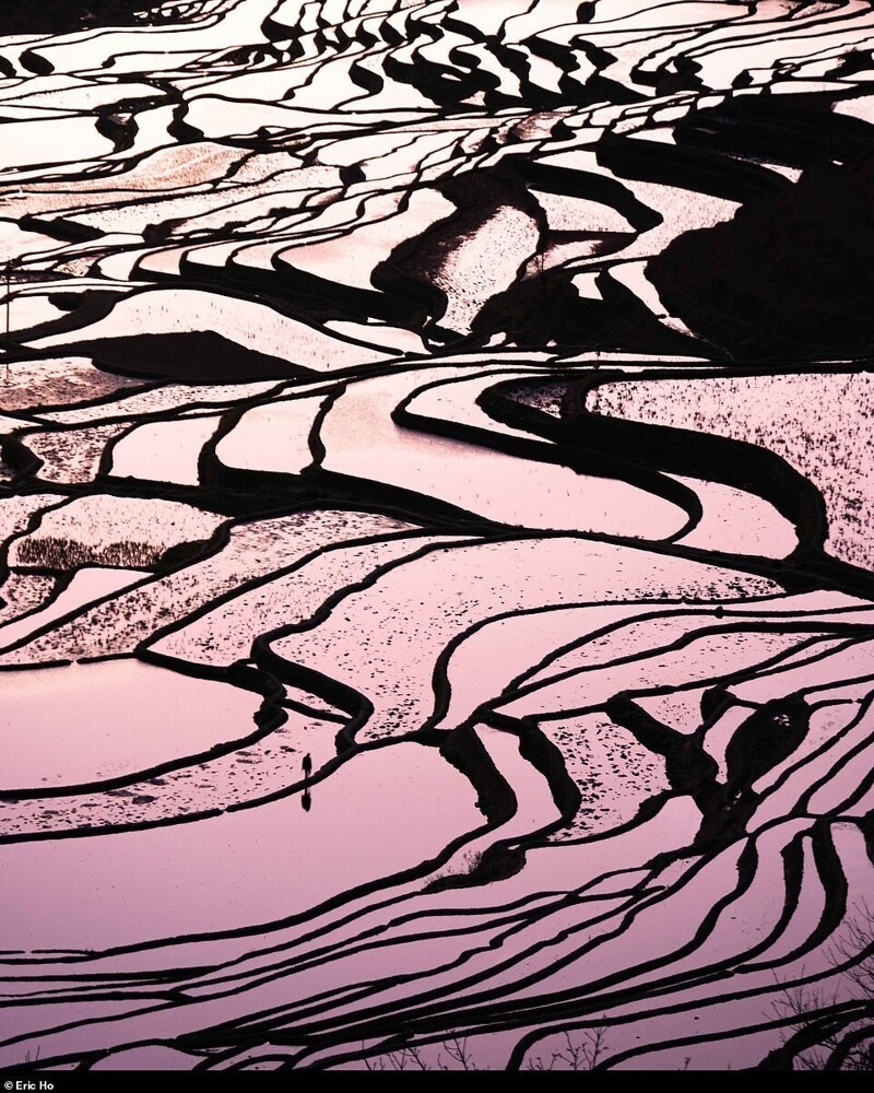 Рисовые поля в Янянге в Китае. Автор - Эрик Хо