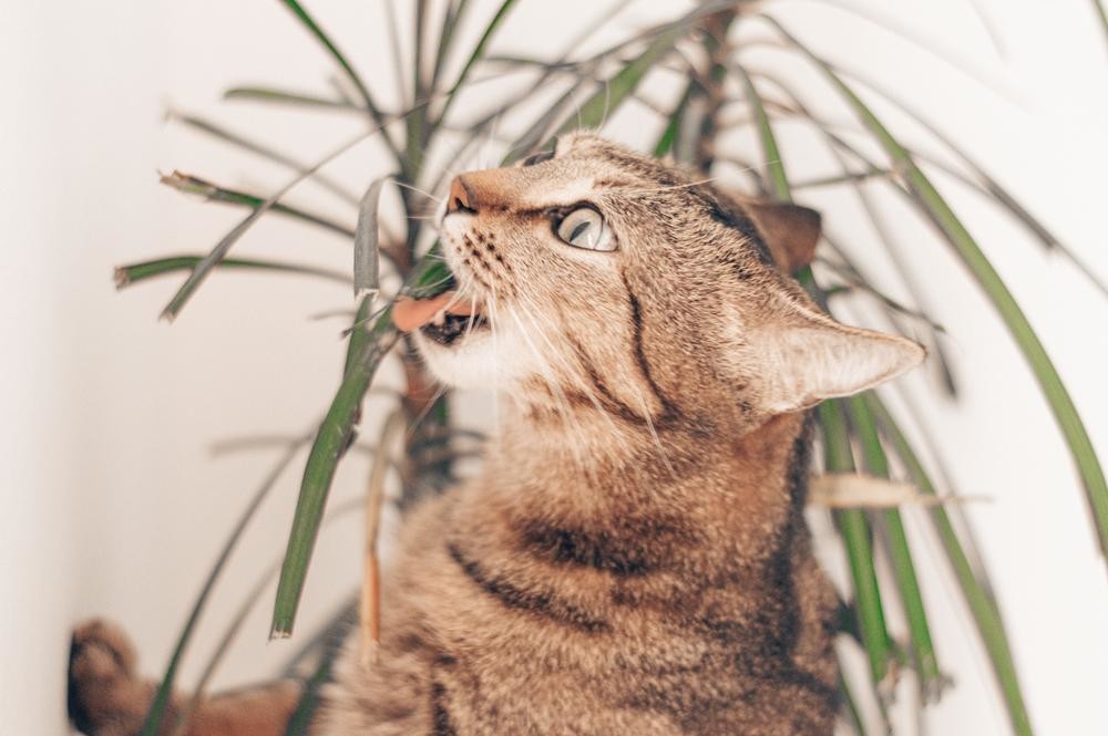 Каких витаминов не хватает кошке когда она ест цветы thumbnail