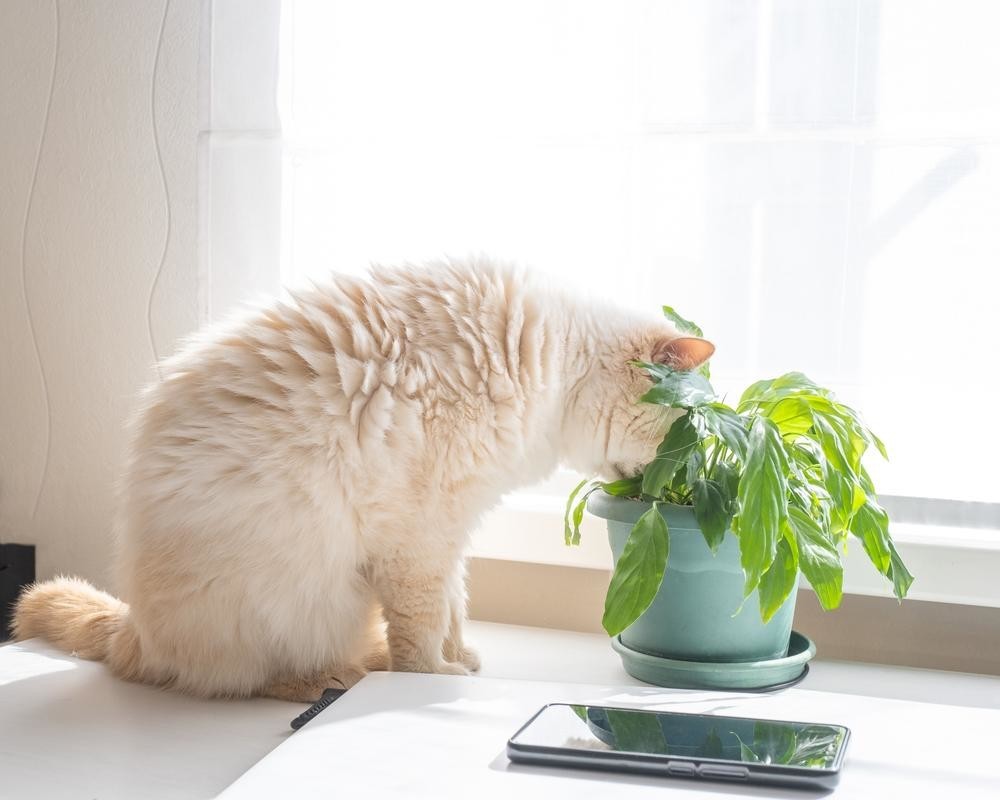 Почему кот ест цветы