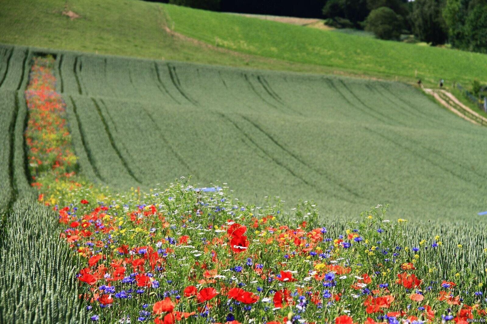 Has field. Beautiful fields of Wild Flowers. The most beautiful and famous Crop fields
