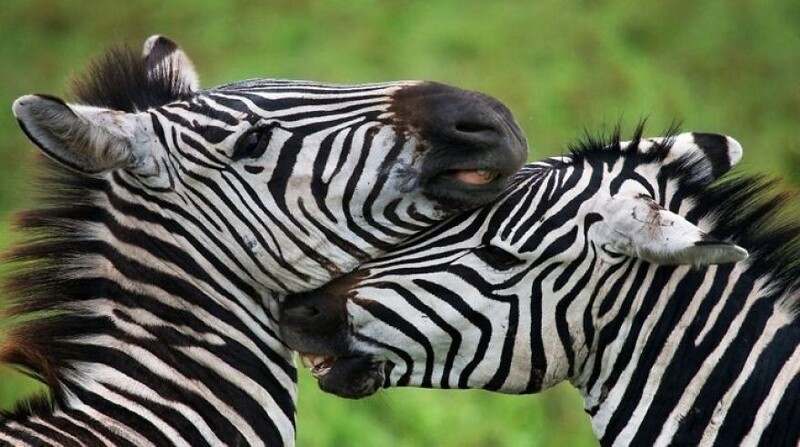 Две зебры: