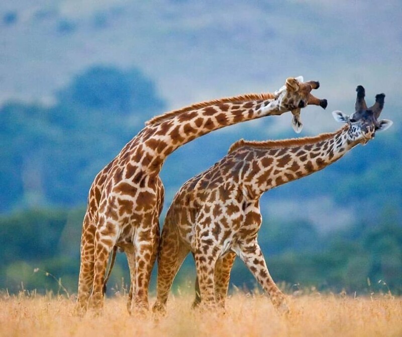 Игры жирафов: