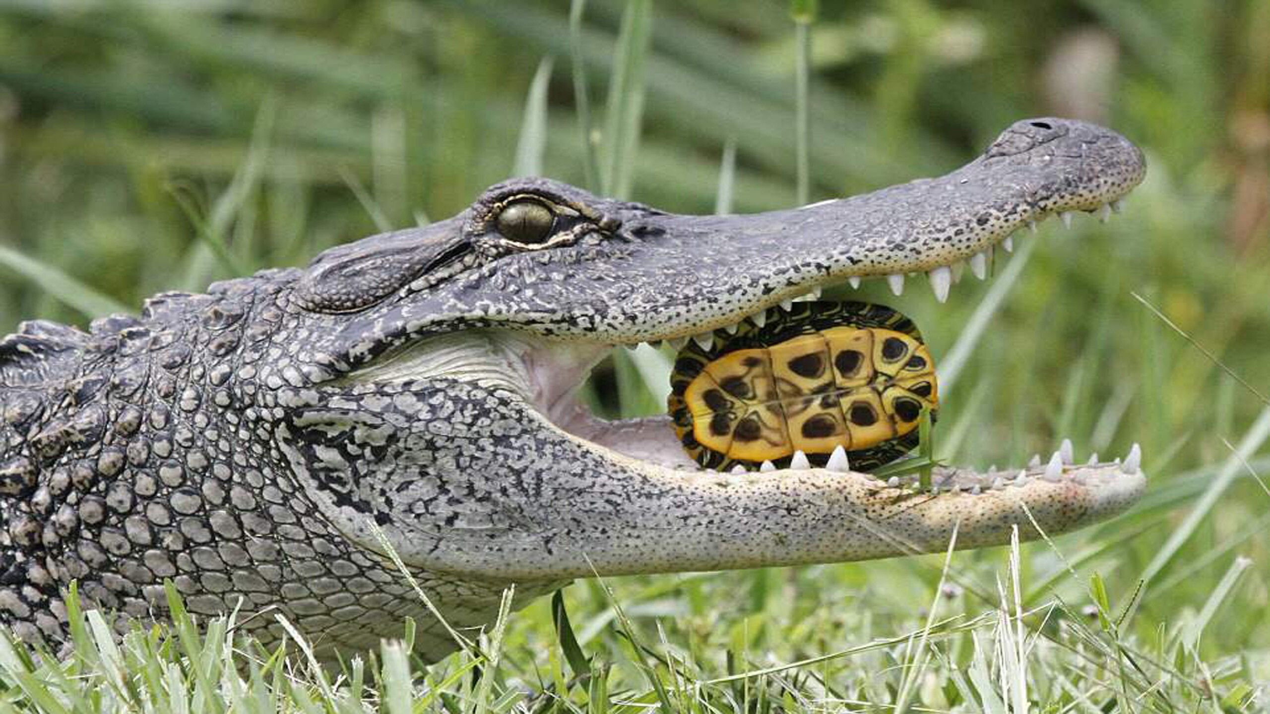 Крокодилы и лягушки какие животные. Кайман и Аллигатор. Крокодил Аллигатор Кайман. Пресмыкающиеся Аллигатор. Крокодил Аллигатор Кайман гавиал.