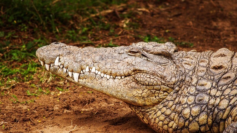 Чем отличается крокодил от аллигатора