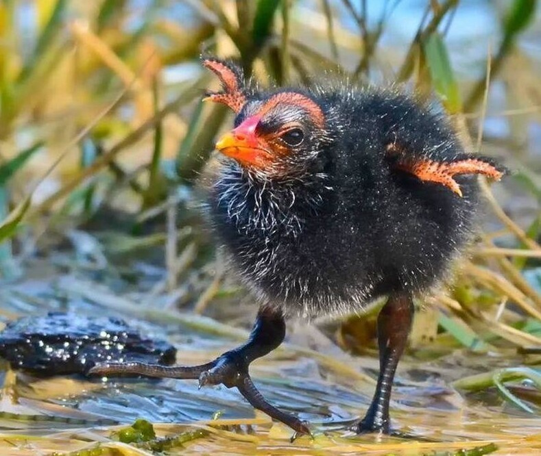 Камышница: Сокрытое в русских болотах. Зачем маленькой птице гигантские лапищи?