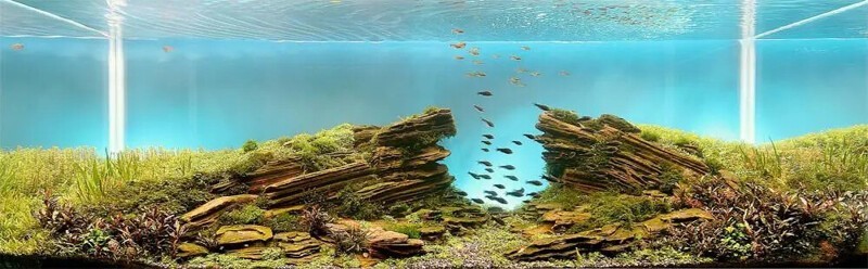 Искусство аквариумистики — удивительные подводные пейзажи