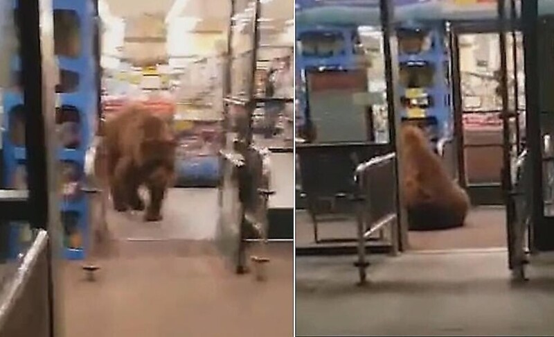 Медведь стащил пачку чипсов во время «налёта» на магазин