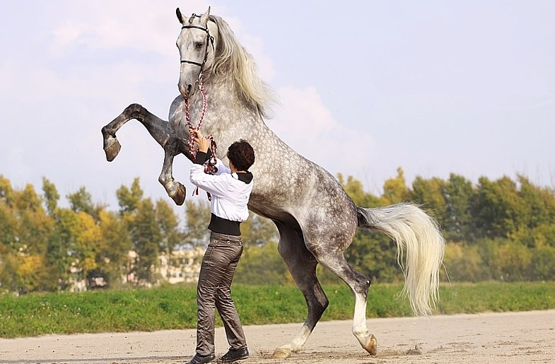 Орловский рысак: Лучшая в мире порода лошадей создана русскими из-за плохих дорог