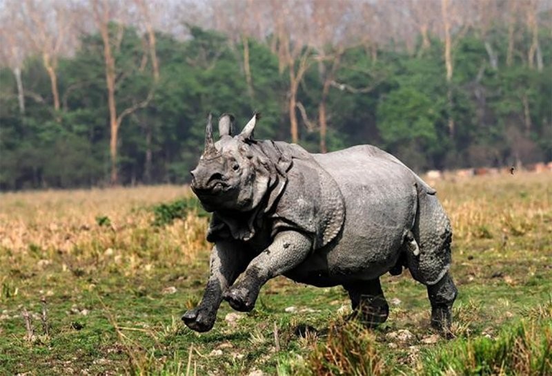 Индийский носорог: Биологическая бронемашина. Почему зверь будто в латных доспехах?