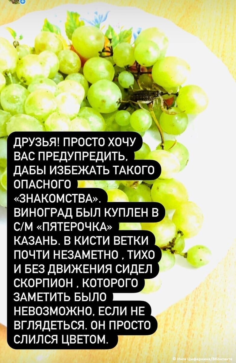 Россиянку укусил скорпион, который спрятался в винограде