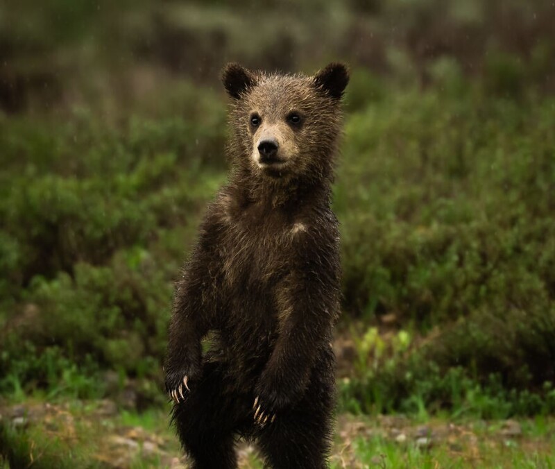 Медвежонок во время утреннего дождя, Вайоминг