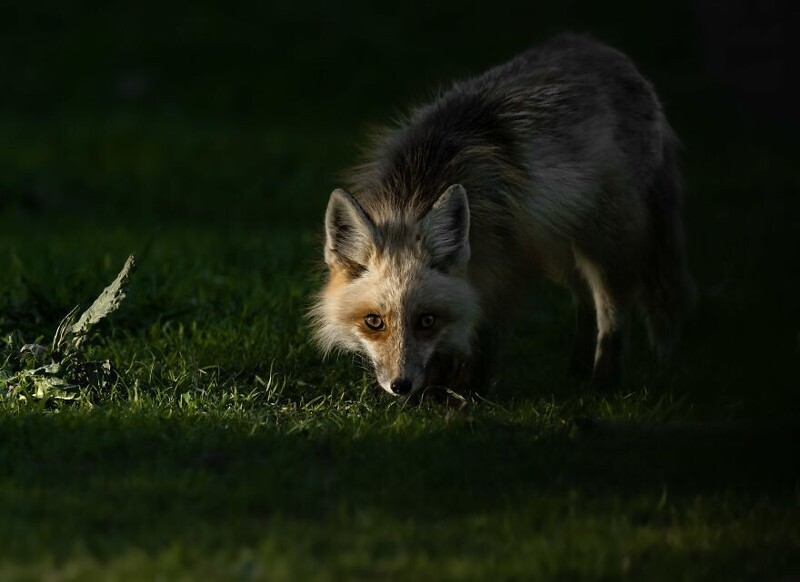 Любопытные лисицы, штат Юта
