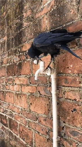 Знает, что нужно открыть кран