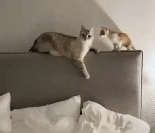 Не смей трогать мать