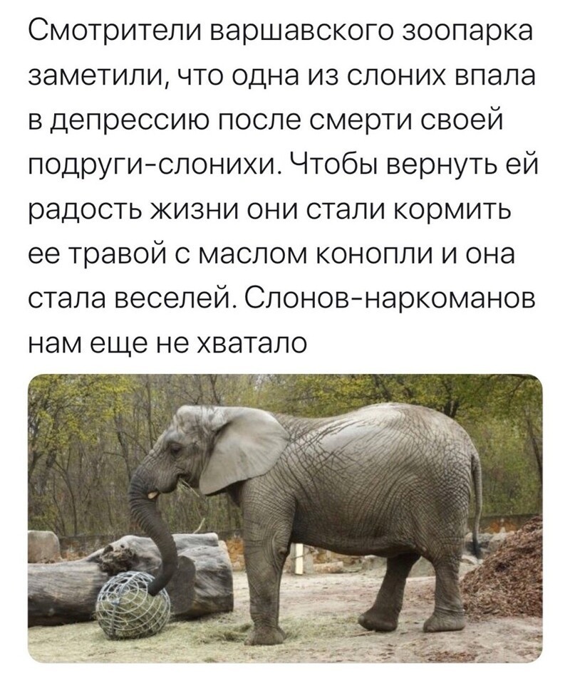 Политические комментарии из инета