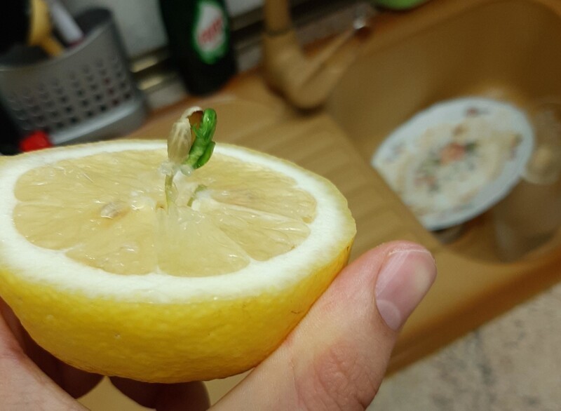 Лимон, который начал прорастать изнутри