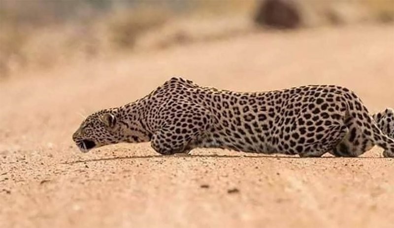 Фото леопарда точно в профиль во время того, как он подкрадывается к добыче