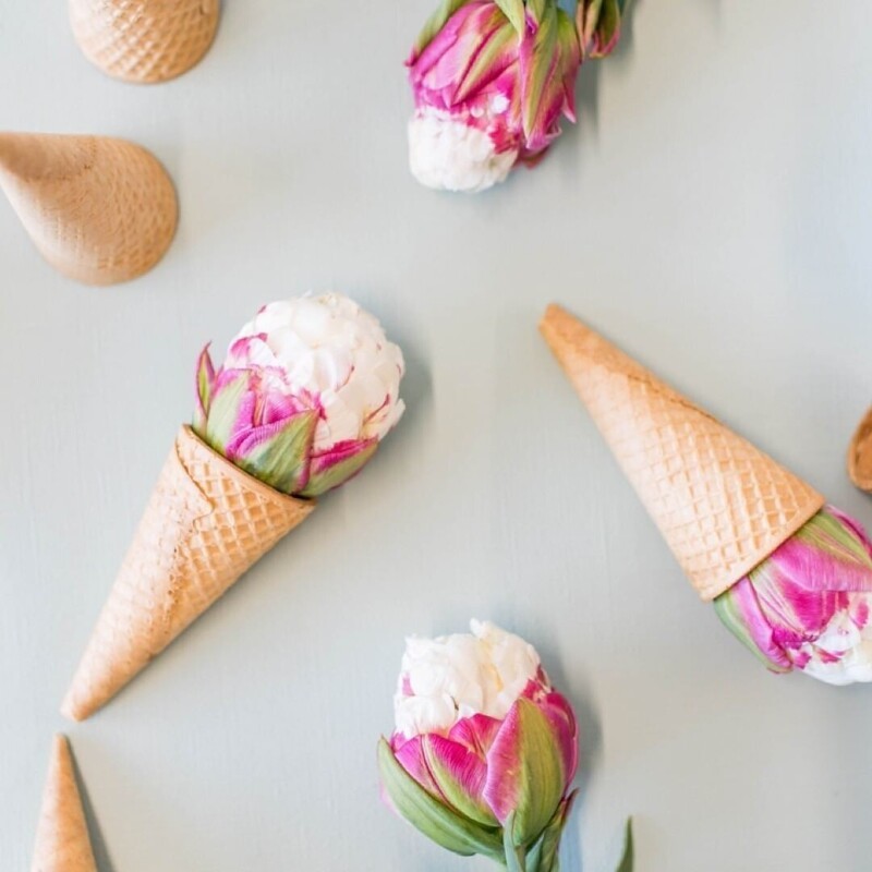 Тюльпан мороженое - уникальный сорт с белым конусом, выходящим из розовых лепестков
