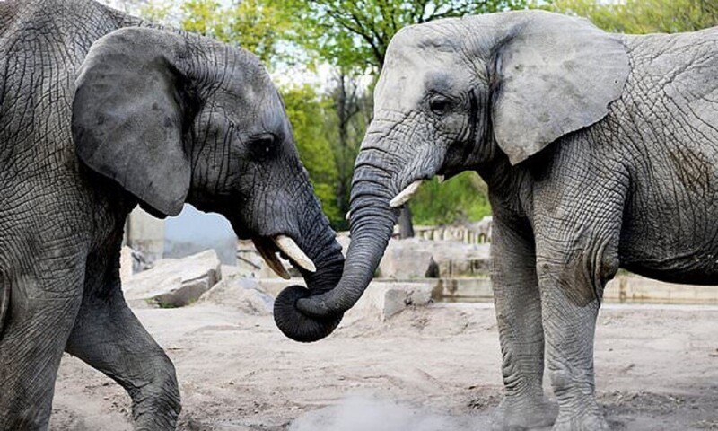 Польский зоопарк предложит слонам марихуану