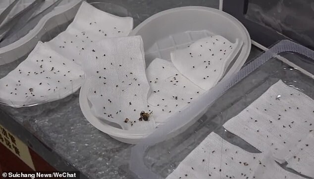 Из тела китаянки вытащили более 400 пчелиных жал