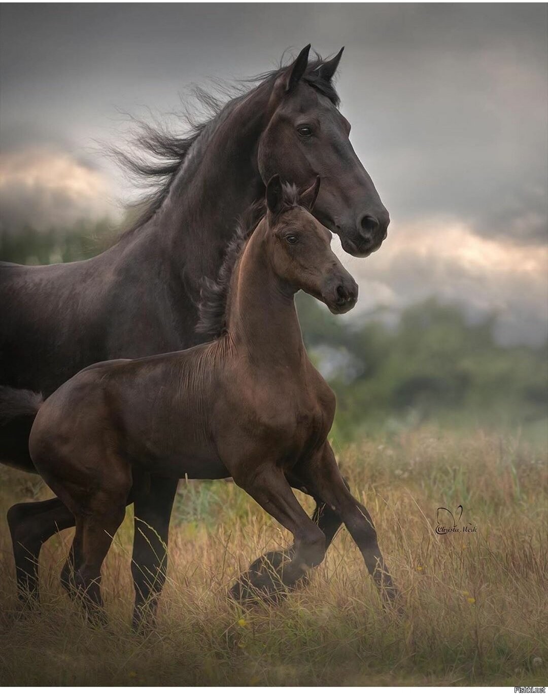 Horse family. Фризская Аппалуза. Лошадь. Семья лошадей. Картинки на рабочий стол лошади.