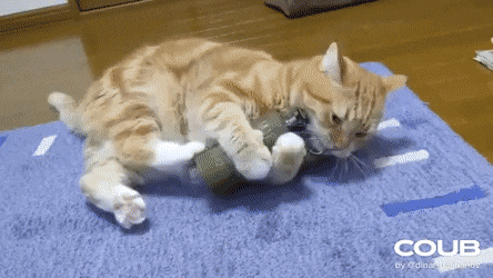 Кошки Кошки