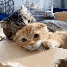 Кошки Кошки