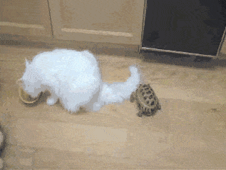 Кошки Кошки