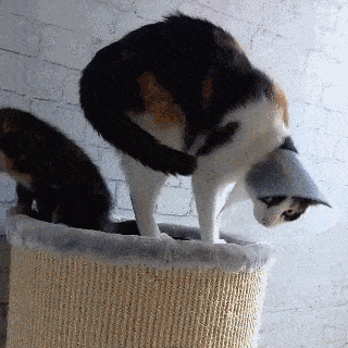 Кошки Кошки
