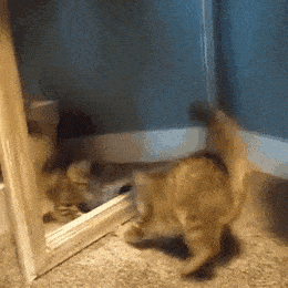 Кошки Кошки