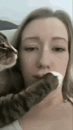 Кошки Кошки