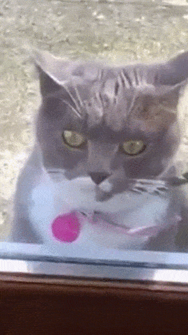 Кошки Кошки