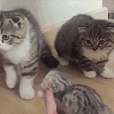 Кошки Кошки