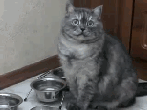 Кошки Кошки
